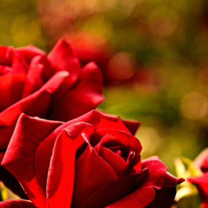 2021: a year of roses, buds and thorns