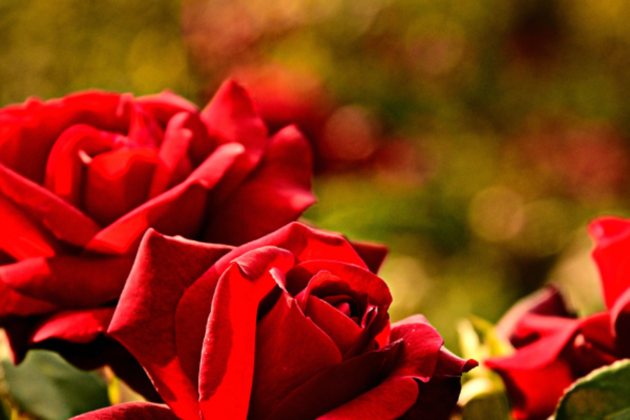 2021: a year of roses, buds and thorns